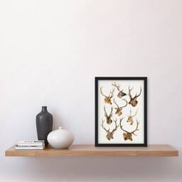 Artery8 Vintage Illustration of Deer Species Lydekker Framed Wall Art Print in White - Size: A3 - thumbnail 2