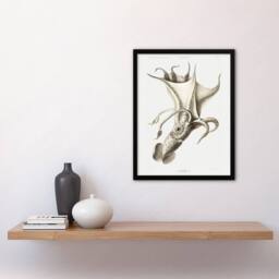 "Artery8 cockeyed squid illustration Carl Chun Framed Wall Art Print in White - Size: W12"" x H16""" - thumbnail 4
