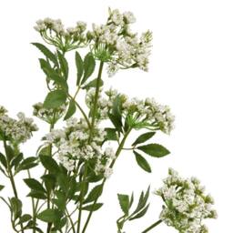 Lemon Pavilion Furniture and Decor Faux Cow Parsley Ammi Stem - Plastic - L5 x W10 x H100 cm - Green - thumbnail 6