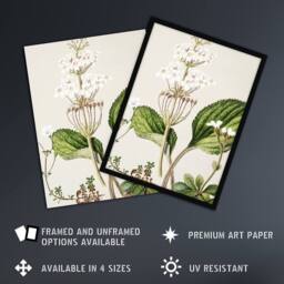 "Artery8 New Zealand Ourisia Flowering Plant Featon Wall Art Poster Print in Beige - Size: W12"" x H16""" - thumbnail 2
