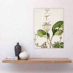 "Artery8 New Zealand Ourisia Flowering Plant Featon Wall Art Poster Print in Beige - Size: W12"" x H16""" - thumbnail 4