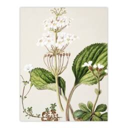 "Artery8 New Zealand Ourisia Flowering Plant Featon Wall Art Poster Print in Beige - Size: W12"" x H16""" - thumbnail 1