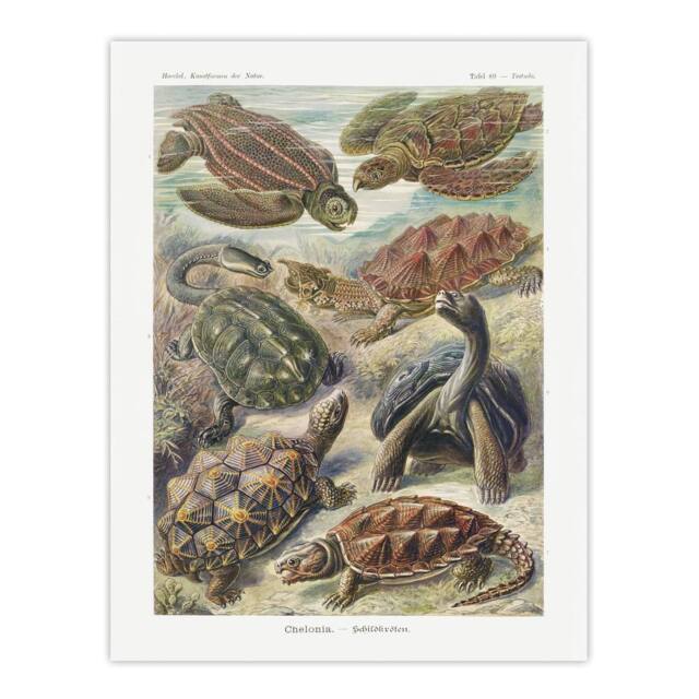 "Artery8 Chelonia Turtles Vintage Haeckel Botanical Wall Art Print Poster - Size: W12"" x H16""" - image 1