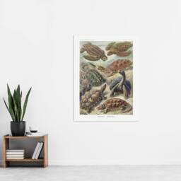 "Artery8 Chelonia Turtles Vintage Haeckel Botanical Wall Art Print Poster - Size: W12"" x H16""" - thumbnail 4