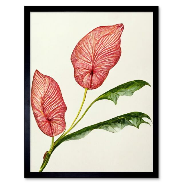 "Artery8 Wall Art Print Pink Laceleaf Tropical Leaf Anthurium Botanical Art Framed in Black - Size: W12"" x H16""" - image 1
