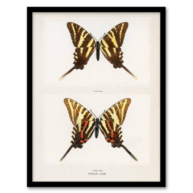 Artery8 Denton Framed Wall Art Papilio Ajax Butterfly Vintage Illustration in White - Size: A4 - image 1