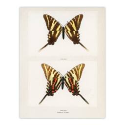 Artery8 Denton Framed Wall Art Papilio Ajax Butterfly Vintage Illustration in White - Size: A4 - thumbnail 3