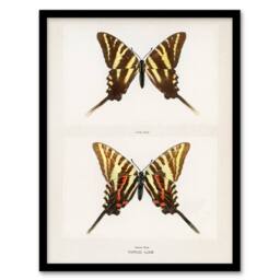 Artery8 Denton Framed Wall Art Papilio Ajax Butterfly Vintage Illustration in White - Size: A4 - thumbnail 1