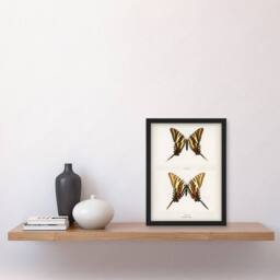Artery8 Denton Framed Wall Art Papilio Ajax Butterfly Vintage Illustration in White - Size: A4 - thumbnail 2