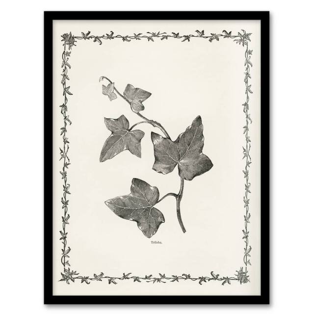 Artery8 Vintage Botanical Ipomoea Triloba Leaves Hibberd Framed Wall Art Print in White - Size: A4 - image 1