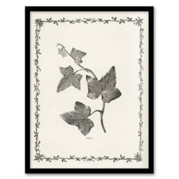 Artery8 Vintage Botanical Ipomoea Triloba Leaves Hibberd Framed Wall Art Print in White - Size: A4 - thumbnail 1