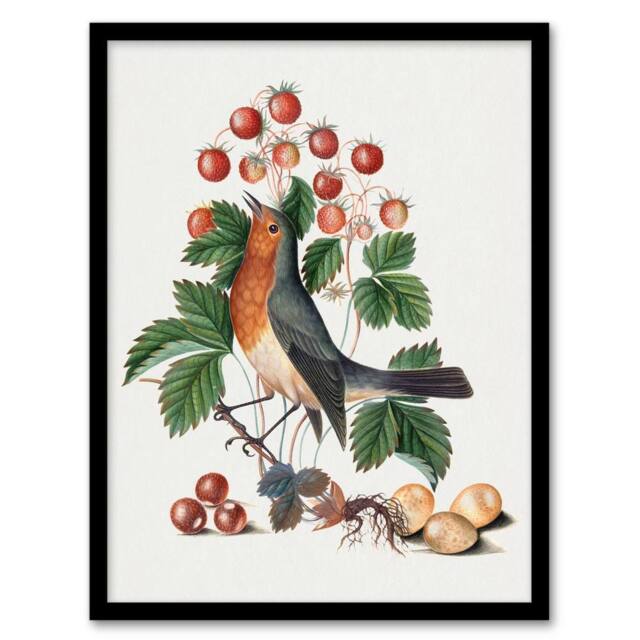 Artery8 Robin Bird & Wild Strawberry Plant Bolton Framed Wall Art Print in White - Size: A4 - image 1