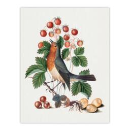 Artery8 Robin Bird & Wild Strawberry Plant Bolton Framed Wall Art Print in White - Size: A4 - thumbnail 3