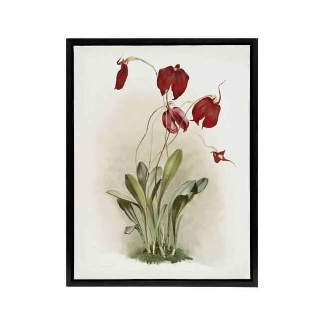 "Artery8 F Sander Masdevallia Harryana Splendens Orchid Framed Canvas Art Print - Size: W12"" x H16""" - image 1