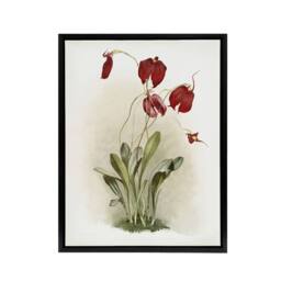 "Artery8 F Sander Masdevallia Harryana Splendens Orchid Framed Canvas Art Print - Size: W12"" x H16""" - thumbnail 1