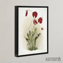 "Artery8 F Sander Masdevallia Harryana Splendens Orchid Framed Canvas Art Print - Size: W12"" x H16""" - thumbnail 2