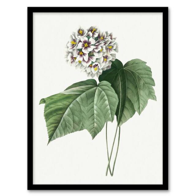 Artery8 White Dombeya Amelia Flowers Redoute Vintage Framed Wall Art Print - Size: A4 - image 1