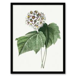 Artery8 White Dombeya Amelia Flowers Redoute Vintage Framed Wall Art Print - Size: A4 - thumbnail 1