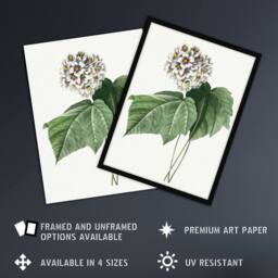 Artery8 White Dombeya Amelia Flowers Redoute Vintage Framed Wall Art Print - Size: A4 - thumbnail 2