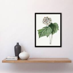 Artery8 White Dombeya Amelia Flowers Redoute Vintage Framed Wall Art Print - Size: A4 - thumbnail 4