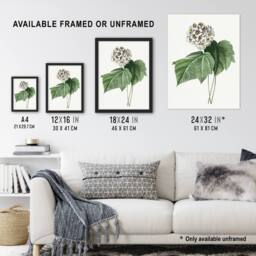 Artery8 White Dombeya Amelia Flowers Redoute Vintage Framed Wall Art Print - Size: A4 - thumbnail 3