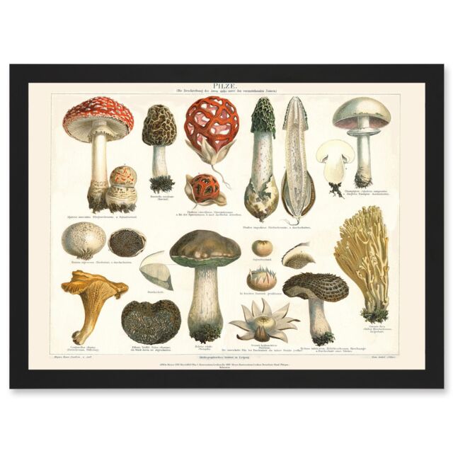 Artery8 Meyers Fungus Mushrooms Toadstools Collection Artwork Framed Wall Art Print A4 in Black - image 1