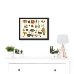 Artery8 Meyers Fungus Mushrooms Toadstools Collection Artwork Framed Wall Art Print A4 in Black - thumbnail 2