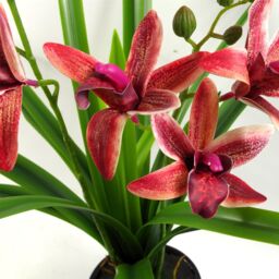 Leaf 50cm Dark Pink Artificial Orchid in Ceramic Planter - thumbnail 5