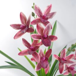 Leaf 50cm Dark Pink Artificial Orchid in Ceramic Planter - thumbnail 4