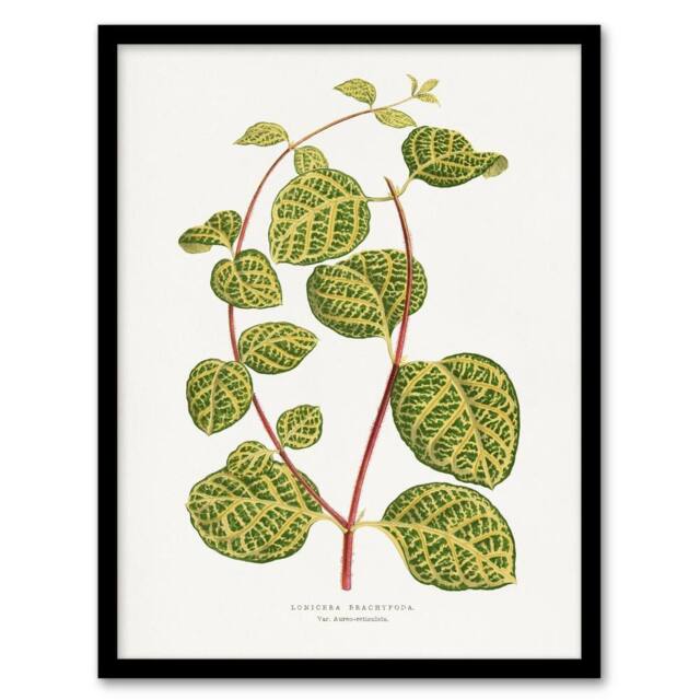 Artery8 AF Lydon B Fawcett Lonicera Brachypoda Leaves Framed Art Print in White - Size: A4 - image 1