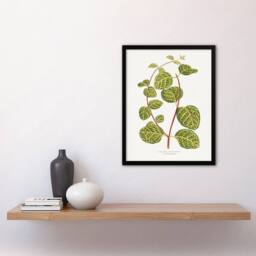 Artery8 AF Lydon B Fawcett Lonicera Brachypoda Leaves Framed Art Print in White - Size: A4 - thumbnail 4