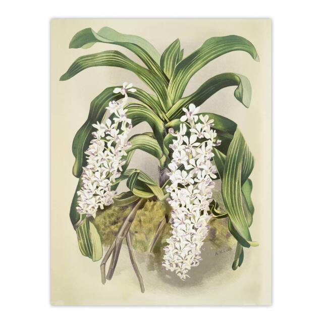 "Artery8 F Sander Saccolabium Giganteum Orchid Flowers Wall Art Print - Size: W12"" x H16""" - image 1