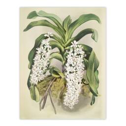 "Artery8 F Sander Saccolabium Giganteum Orchid Flowers Wall Art Print - Size: W12"" x H16""" - thumbnail 1