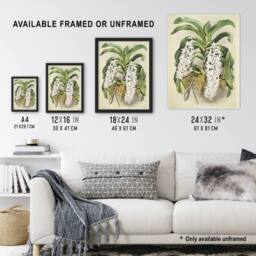 "Artery8 F Sander Saccolabium Giganteum Orchid Flowers Wall Art Print - Size: W12"" x H16""" - thumbnail 3