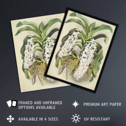 "Artery8 F Sander Saccolabium Giganteum Orchid Flowers Wall Art Print - Size: W12"" x H16""" - thumbnail 2