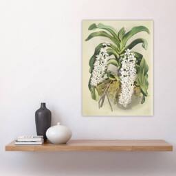"Artery8 F Sander Saccolabium Giganteum Orchid Flowers Wall Art Print - Size: W12"" x H16""" - thumbnail 4