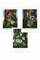 ARTZE Set of 3 Vintage Passion Flowers Floral Art Posters in Green - Size: W30 cm x H42 cm - thumbnail 1