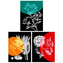 Wee Blue Coo Pack of 3 Colour Pop on Floral Black & White Plants Flower Botanical Invert Colour Unframed Wall Art Living Room Prints Set - thumbnail 1