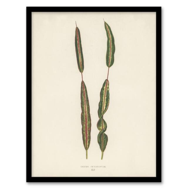 Artery8 Vintage Botanical Croton Interruptum Leaf Fawcett Framed Wall Art in Beige - Size: A4 - image 1