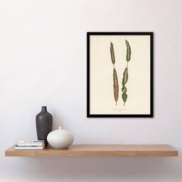 Artery8 Vintage Botanical Croton Interruptum Leaf Fawcett Framed Wall Art in Beige - Size: A4 - thumbnail 2