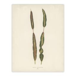 Artery8 Vintage Botanical Croton Interruptum Leaf Fawcett Framed Wall Art in Beige - Size: A4 - thumbnail 3