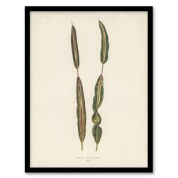 Artery8 Vintage Botanical Croton Interruptum Leaf Fawcett Framed Wall Art in Beige - Size: A4 - thumbnail 1