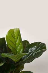 Homescapes Artificial Fiddle Leaf Fig Tree in Pot, 70 cm Tall in Green - thumbnail 4