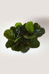 Homescapes Artificial Fiddle Leaf Fig Tree in Pot, 70 cm Tall in Green - thumbnail 2