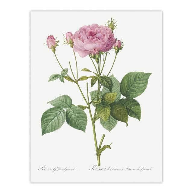 "Artery8 Gallic Rose Flower Illustration Redoute Vintage Wall Art Print Poster in White - Size: W24"" x H32""" - image 1