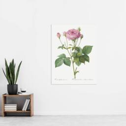 "Artery8 Gallic Rose Flower Illustration Redoute Vintage Wall Art Print Poster in White - Size: W24"" x H32""" - thumbnail 4