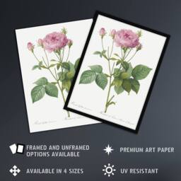 "Artery8 Gallic Rose Flower Illustration Redoute Vintage Wall Art Print Poster in White - Size: W24"" x H32""" - thumbnail 2