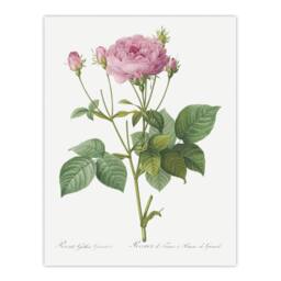 "Artery8 Gallic Rose Flower Illustration Redoute Vintage Wall Art Print Poster in White - Size: W24"" x H32""" - thumbnail 1