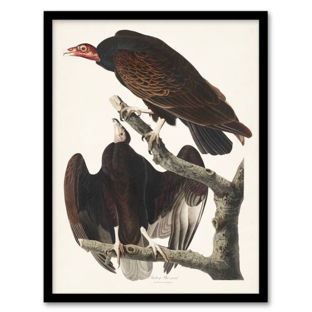 Artery8 John James Audubon Framed Wall Art Print Turkey Buzzard Vulture in White - Size: A4 - image 1