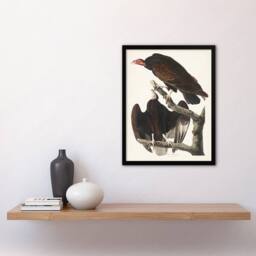 Artery8 John James Audubon Framed Wall Art Print Turkey Buzzard Vulture in White - Size: A4 - thumbnail 2